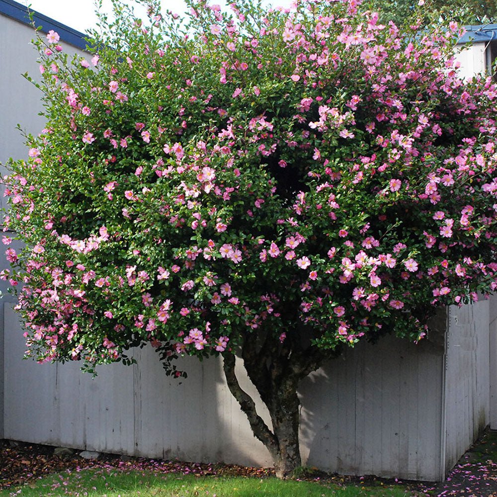 Trandafir Japonez Camellia Sasanqua Sylvia, cu flori roz-inchis si parfum intens