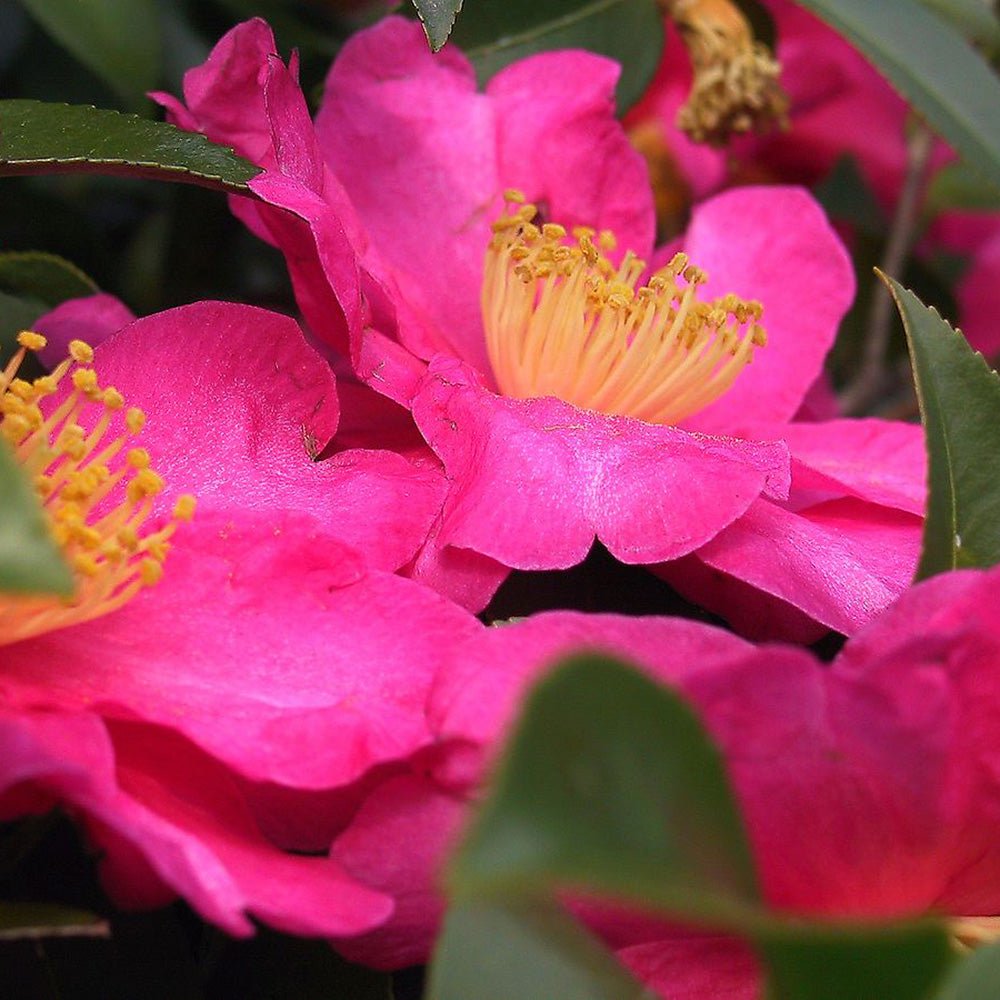 Trandafir Japonez Camellia Sasanqua Sylvia, cu flori roz-inchis si parfum intens