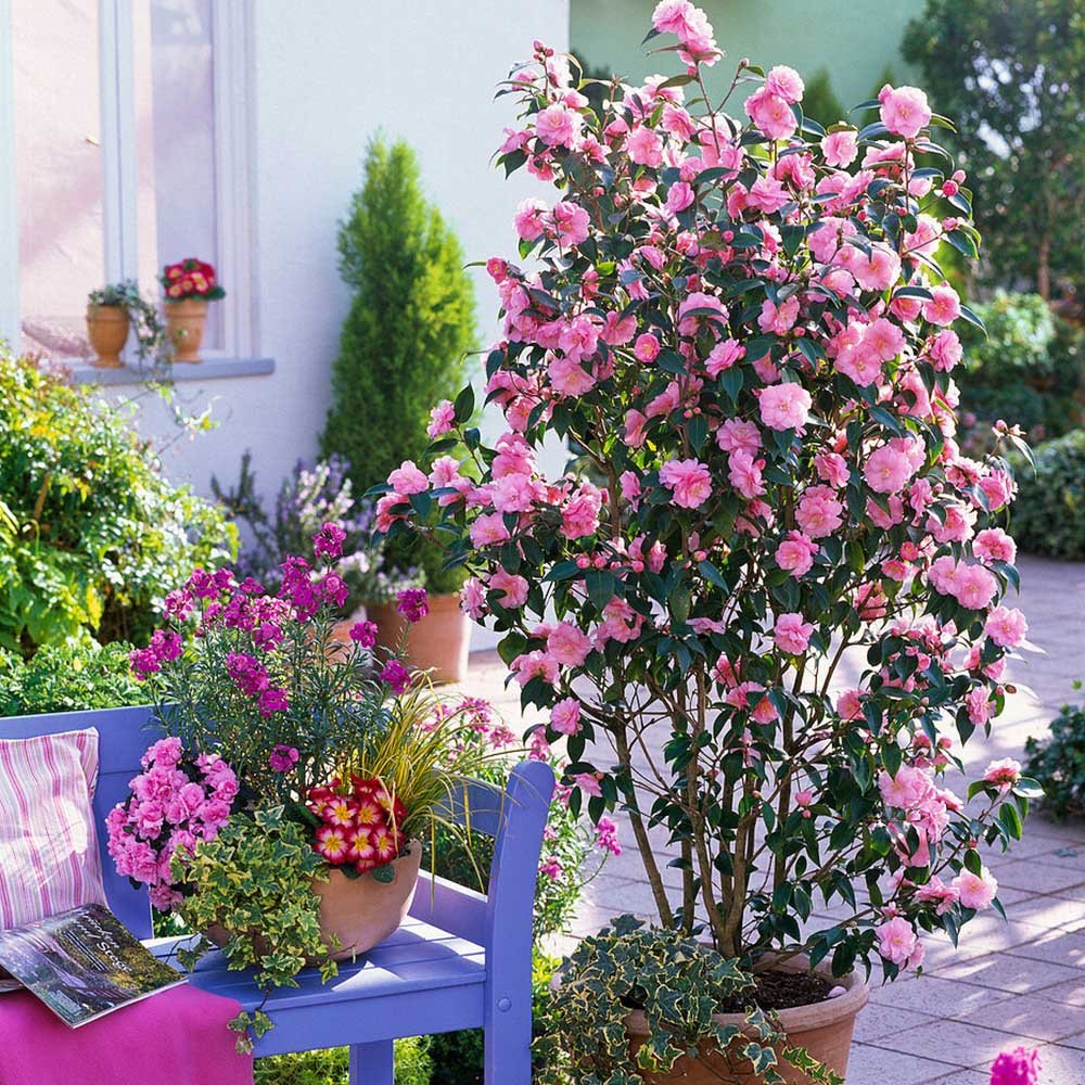 Trandafir Japonez Camellia Spring Festival, cu flori roz-pal