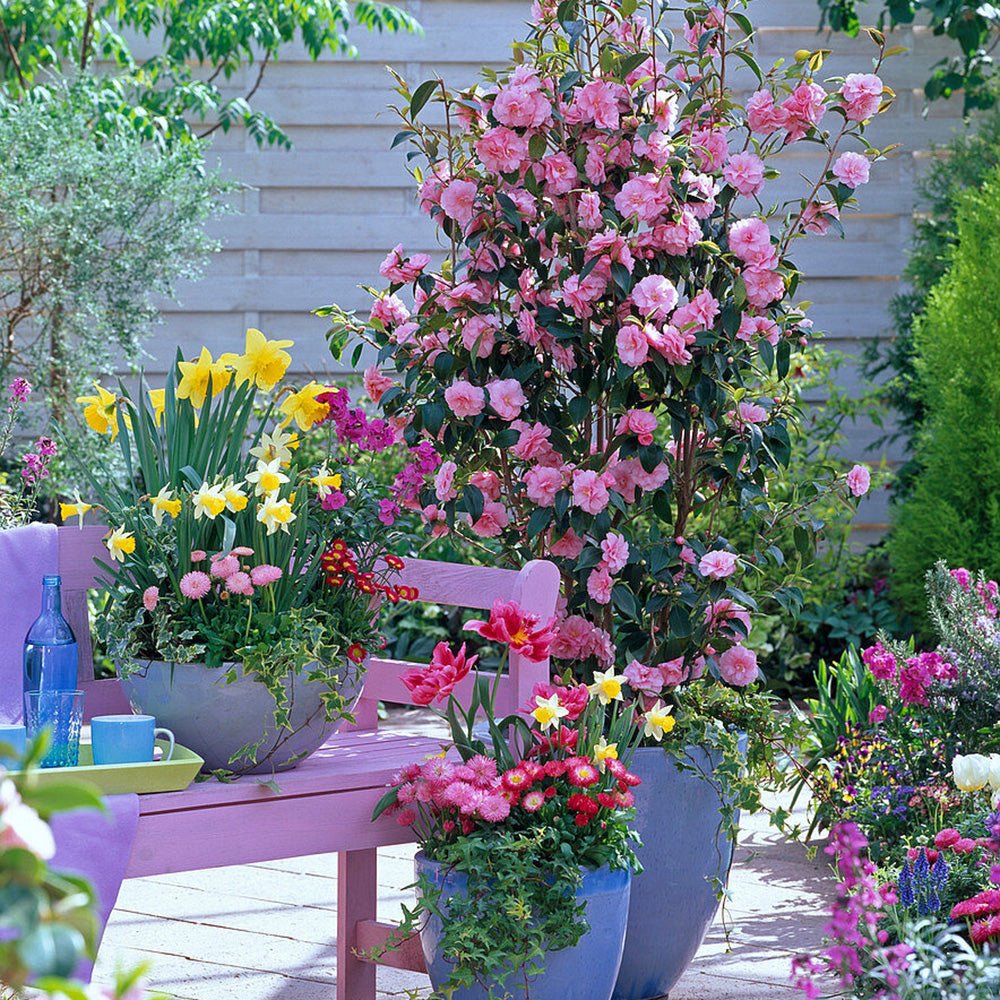 Trandafir Japonez Camellia Spring Festival, cu flori roz-pal