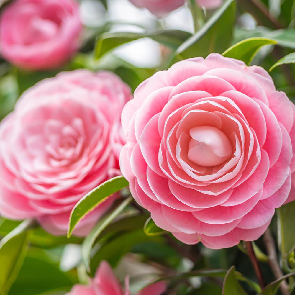 Trandafir Japonez Camellia Spring Festival, cu flori roz-pal