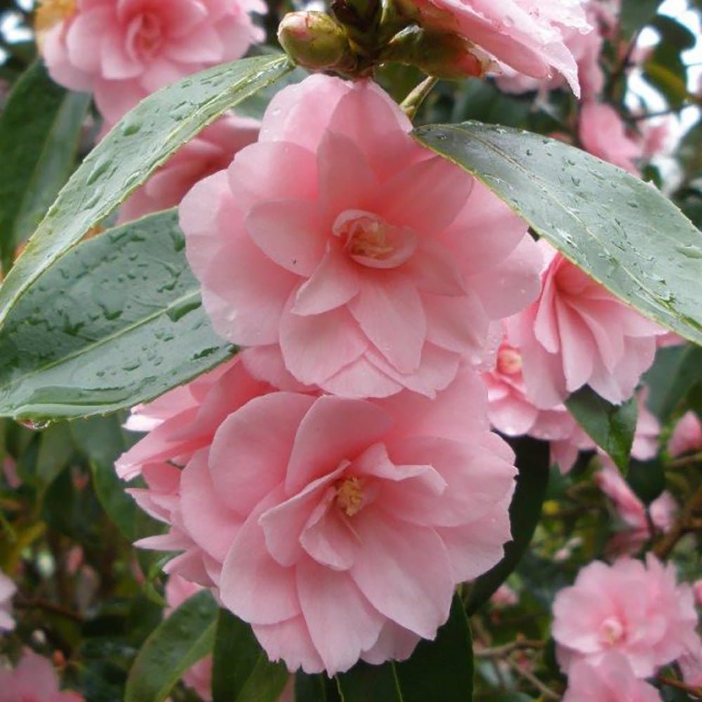 Trandafir Japonez Camellia Spring Festival, cu flori roz-pal