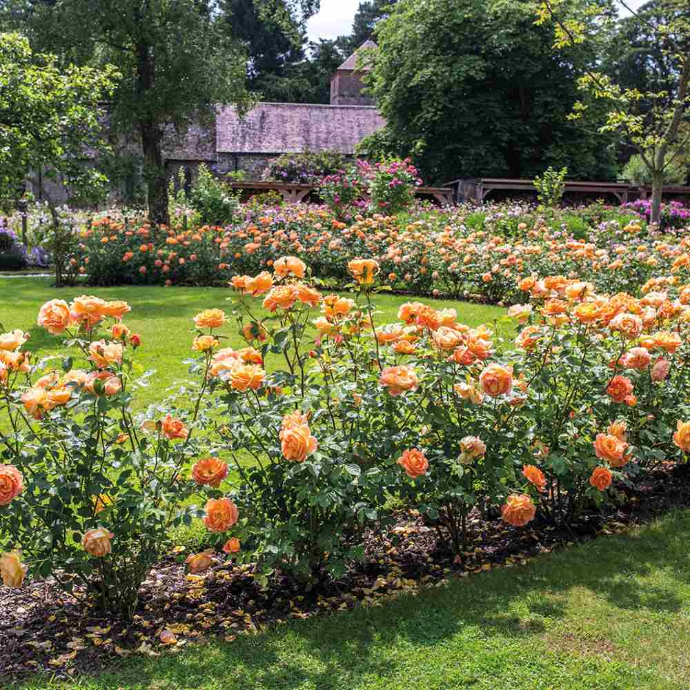 Trandafir Lady of Shalott, cu flori portocalii foarte parfumate