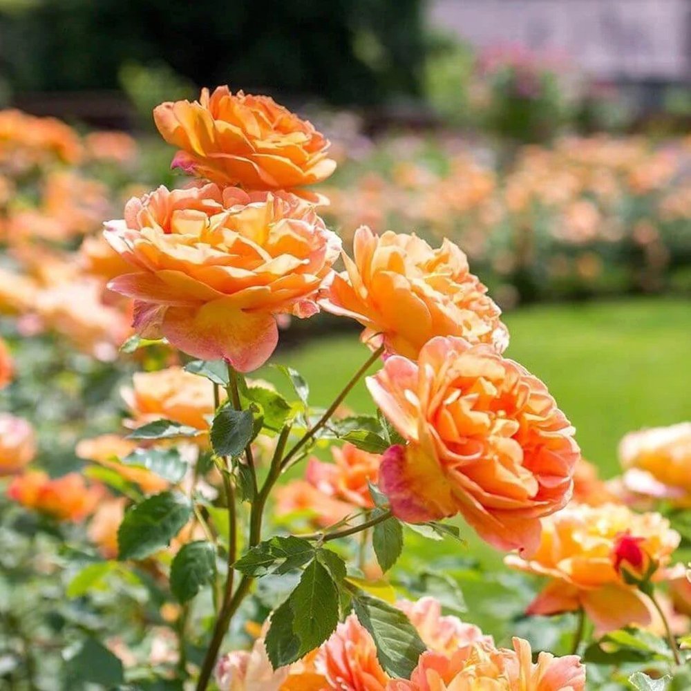 Trandafir Lady of Shalott, cu flori portocalii foarte parfumate - VERDENA-Butas calitatea A, fara ghiveci