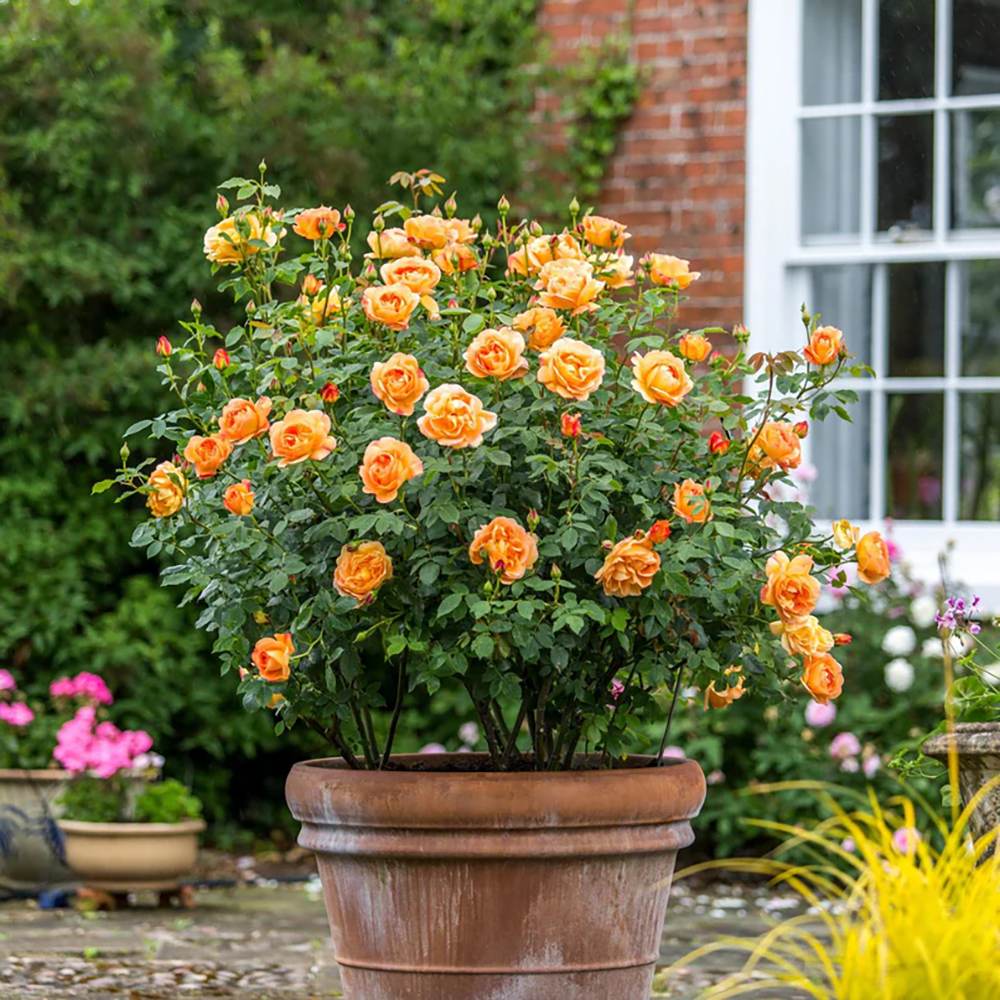 Trandafir Lady of Shalott, cu flori portocalii foarte parfumate