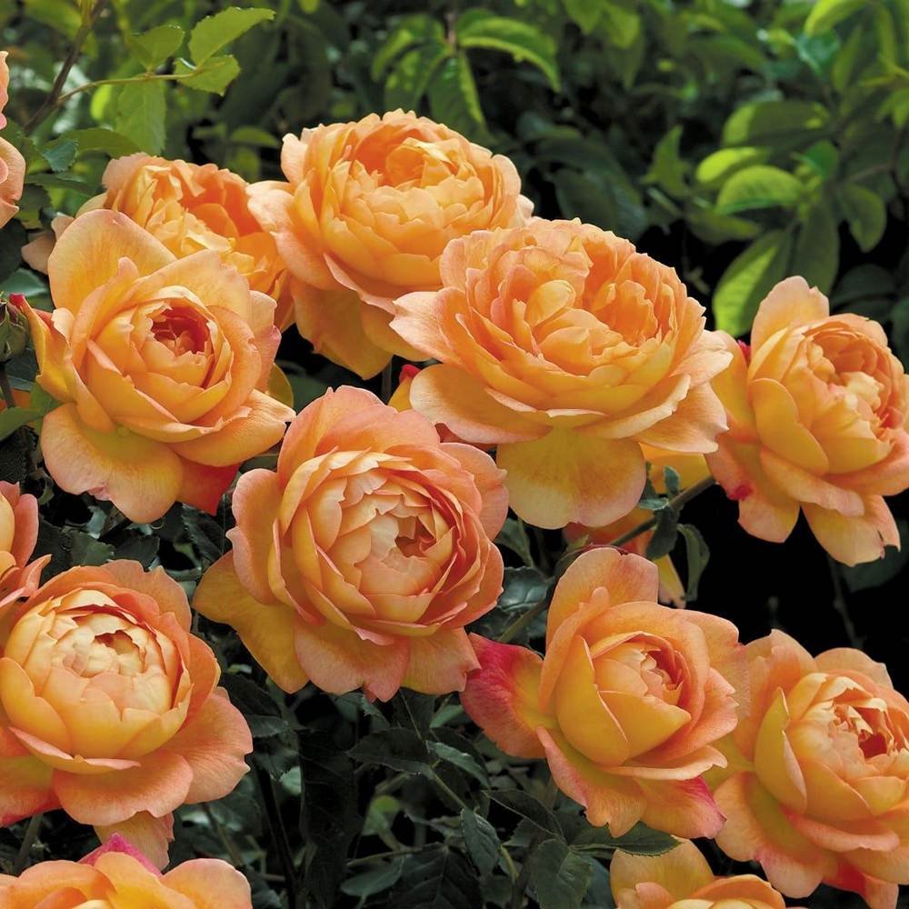 Trandafir Lady of Shalott, cu flori portocalii foarte parfumate