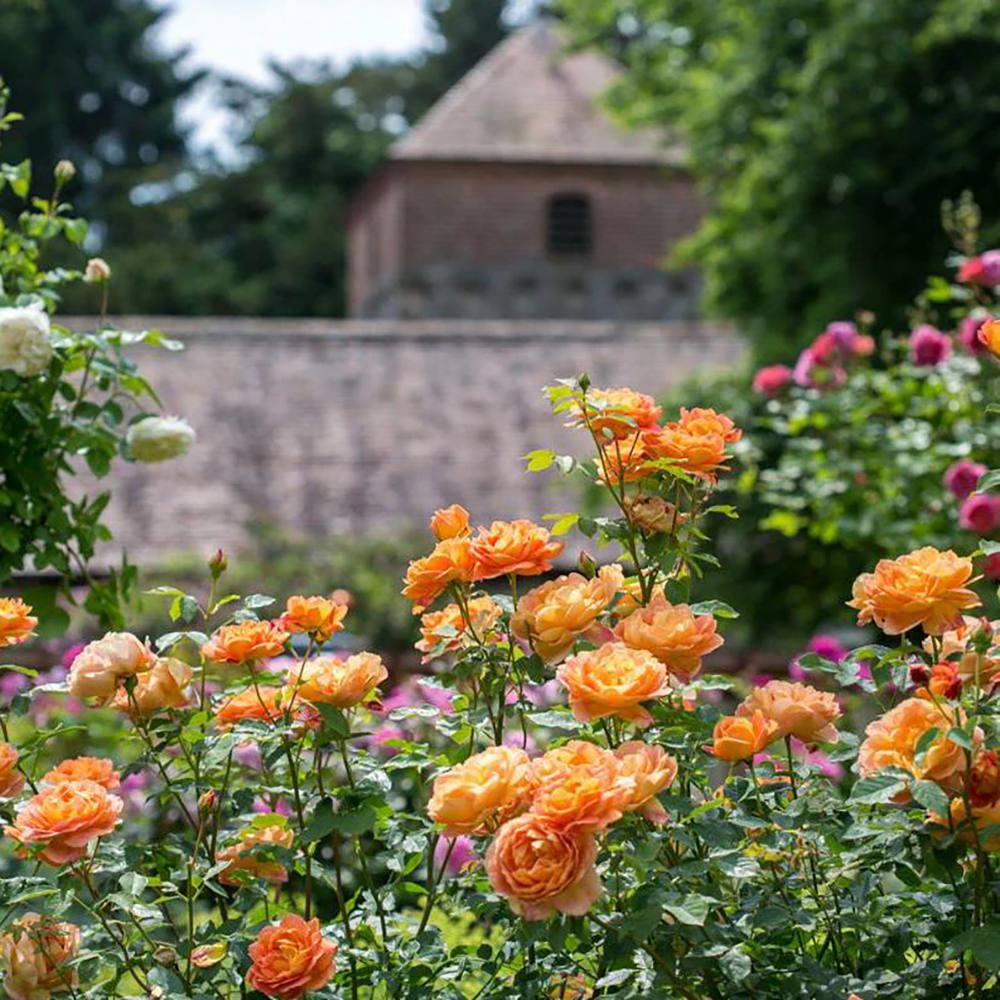 Trandafir Lady of Shalott, cu flori portocalii foarte parfumate - VERDENA-Butas calitatea A, fara ghiveci