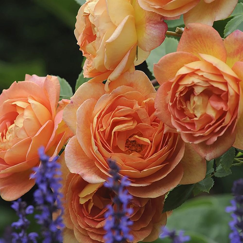 Trandafir Lady of Shalott, cu flori portocalii foarte parfumate