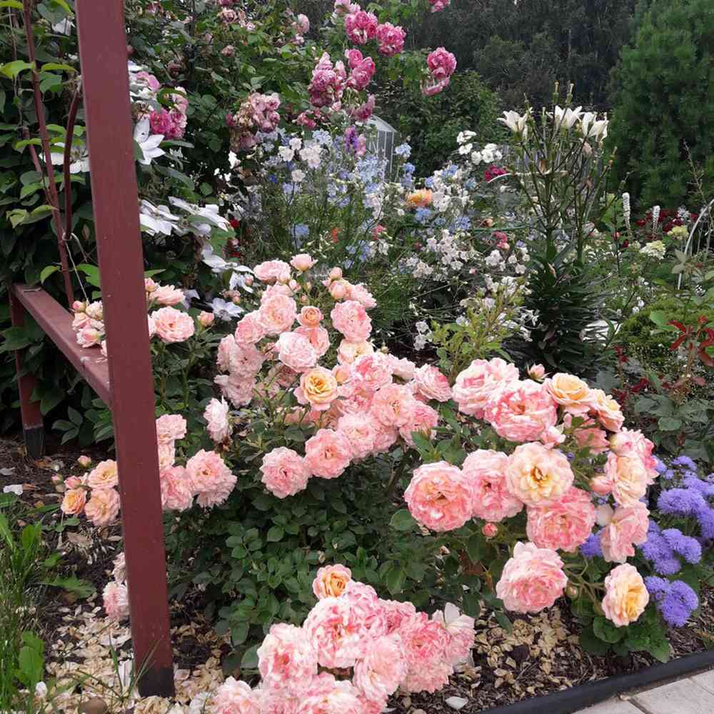 Trandafir Pitic Floribunda crem-piersica Peach Clementine, inflorire repetata