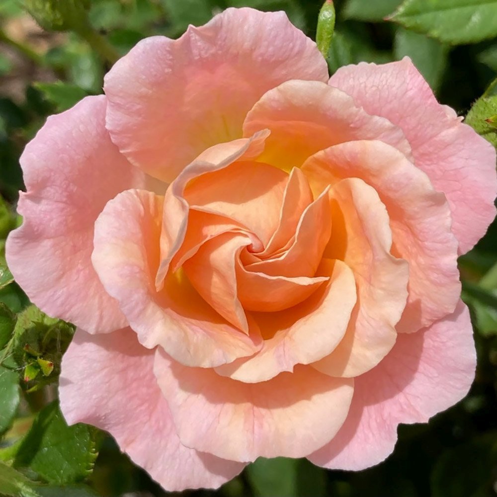 Trandafir Pitic Floribunda crem-piersica Peach Clementine, inflorire repetata