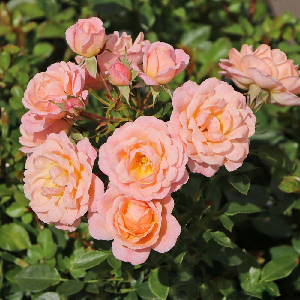 Trandafir Pitic Floribunda crem-piersica Peach Clementine, inflorire repetata