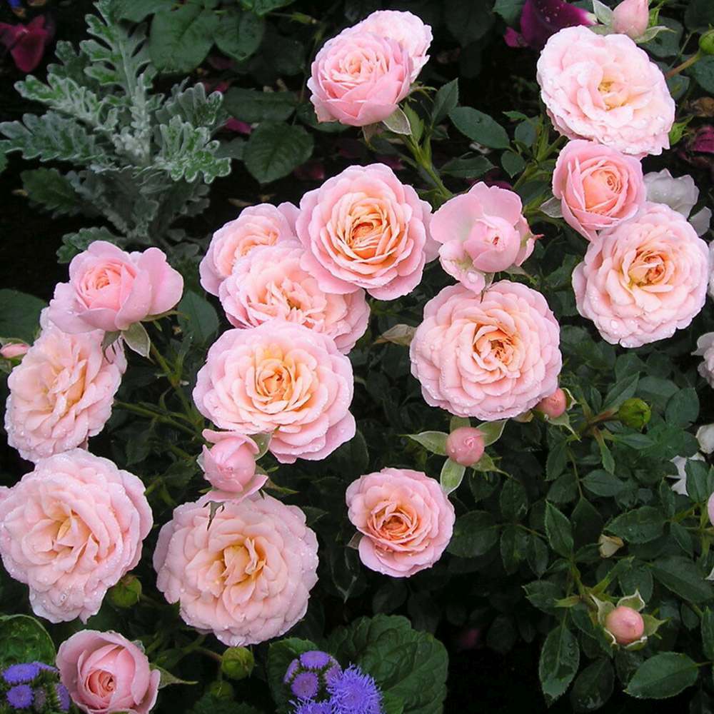 Trandafir Pitic Floribunda crem-piersica Peach Clementine, inflorire repetata