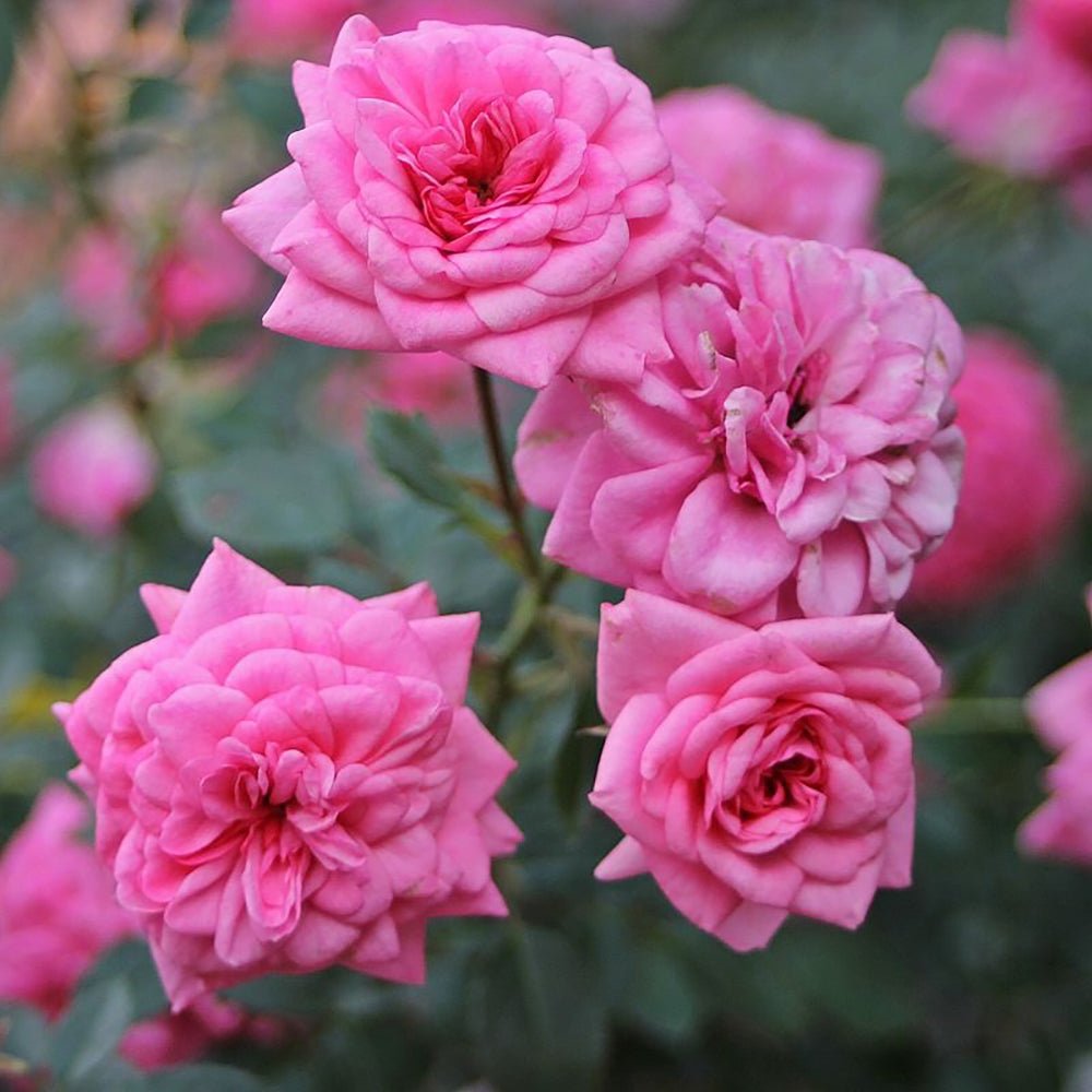 Trandafir Pitic Floribunda roz Sugar Baby, intens parfumat