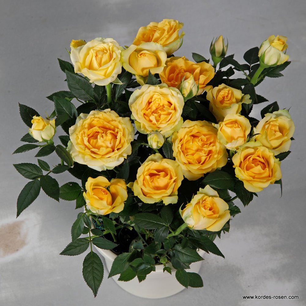 Trandafir Pitic galben Kordana Aloha