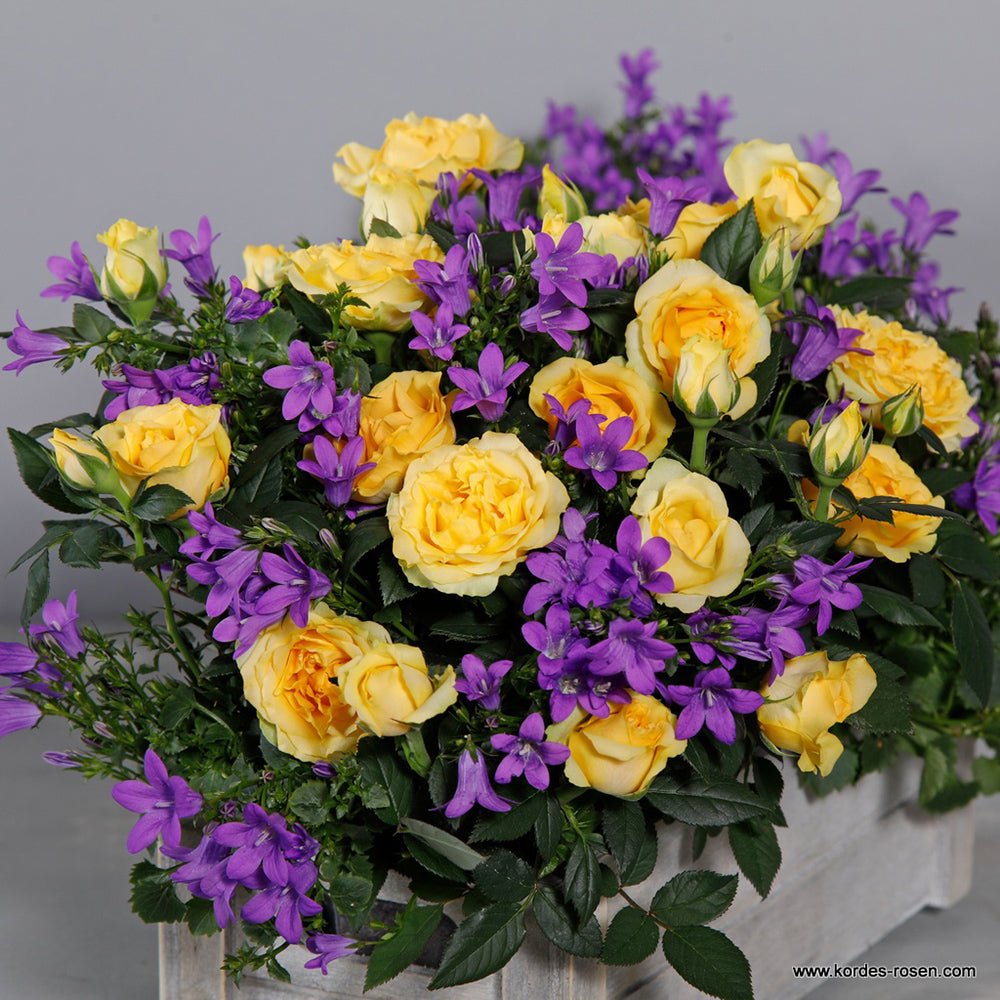 Trandafir Pitic galben Kordana Aloha