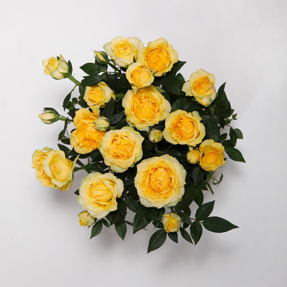 Trandafir Pitic galben Kordana Aloha