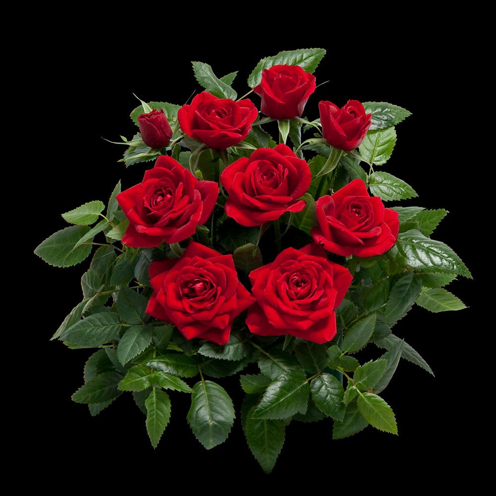 Trandafir Pitic rosu Kordana Apache