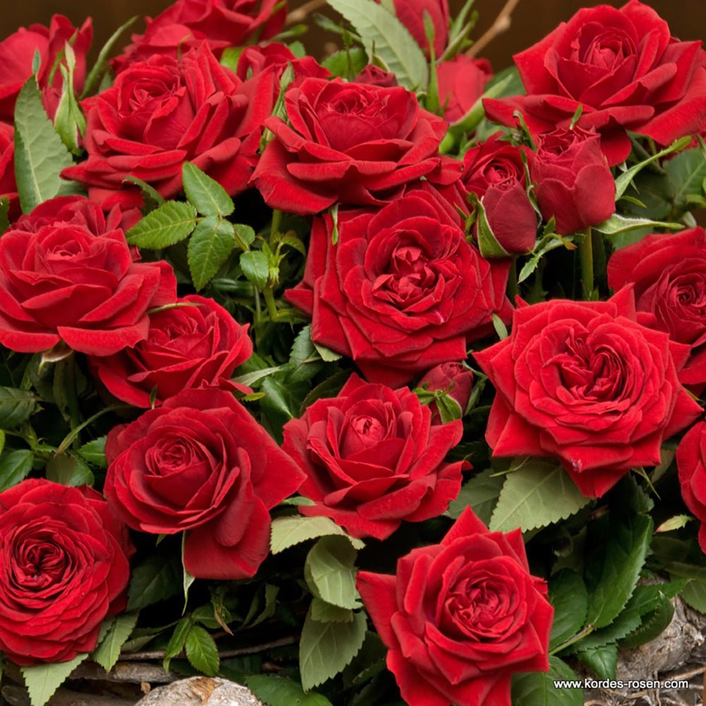 Trandafir Pitic rosu Kordana Apache