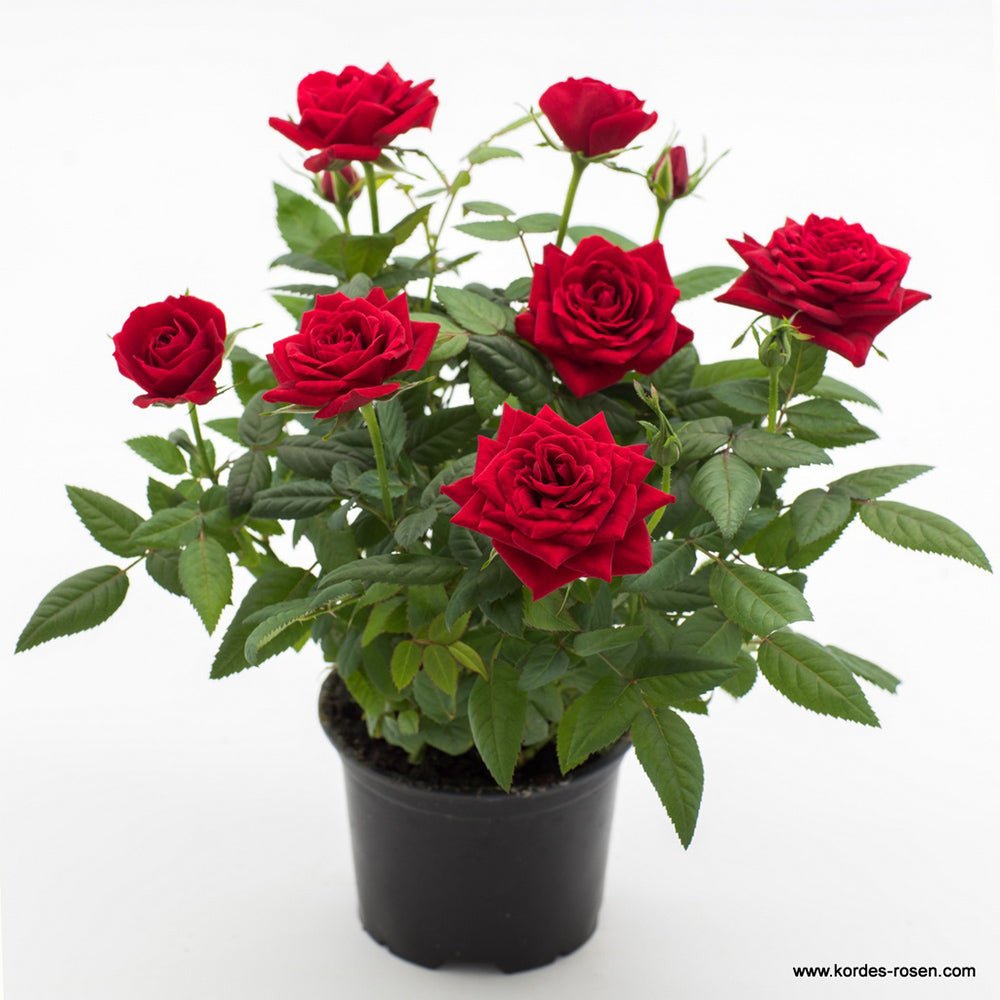 Trandafir Pitic rosu Kordana Apache