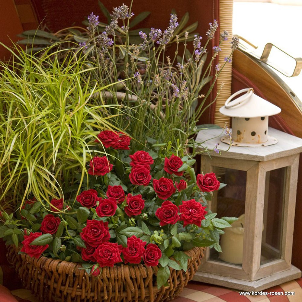 Trandafir Pitic rosu Kordana Apache