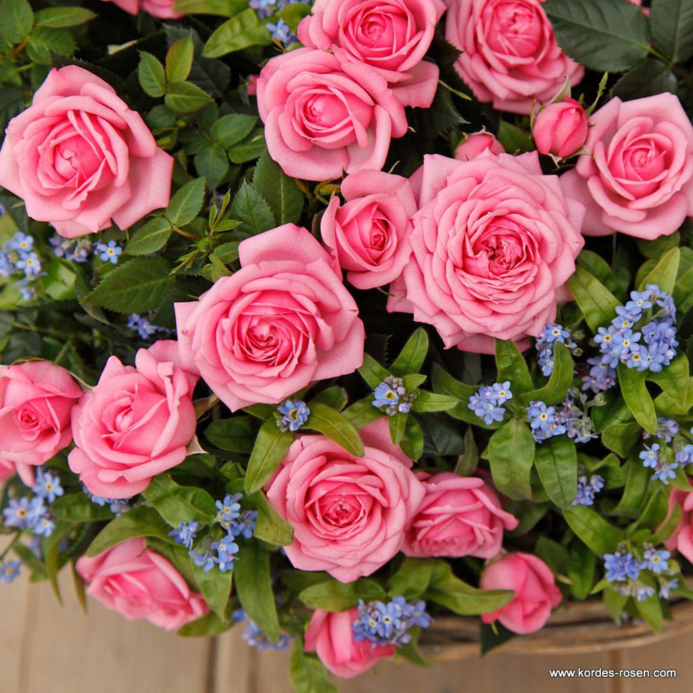 Trandafir Pitic roz-deschis Kordana Elysium