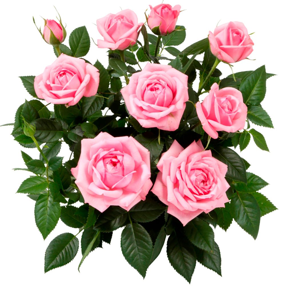 Trandafir Pitic roz-deschis Kordana Elysium