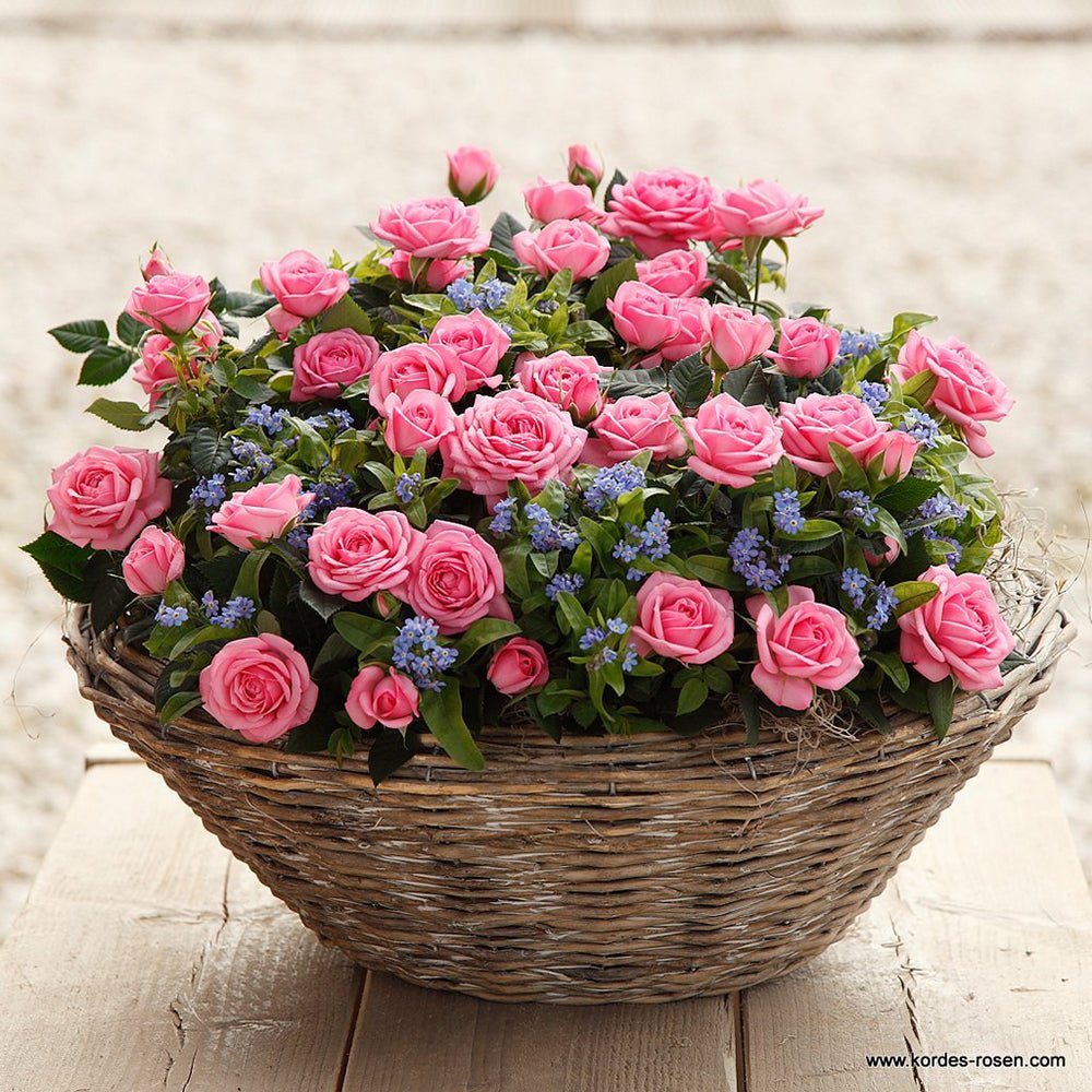 Trandafir Pitic roz-deschis Kordana Elysium