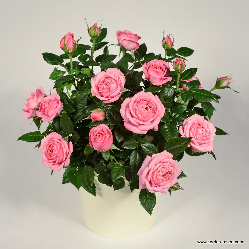 Trandafir Pitic roz-deschis Kordana Elysium