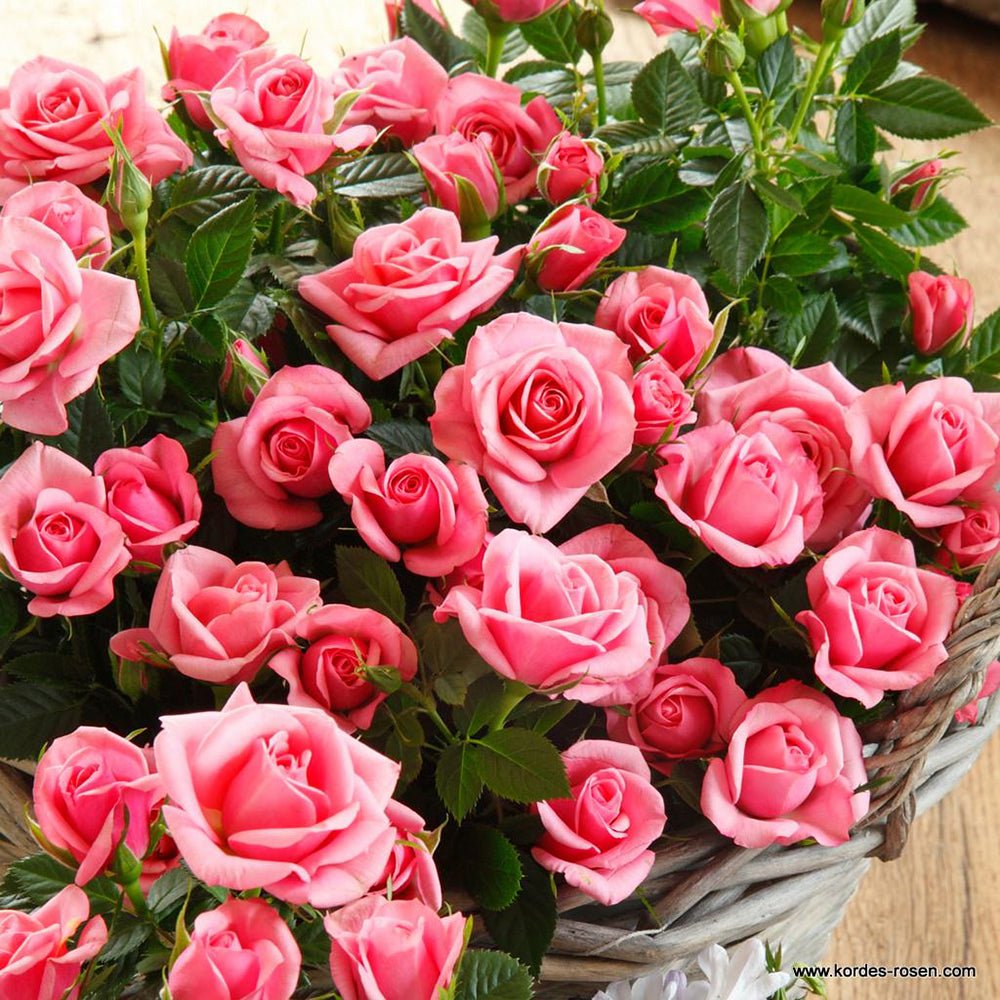 Trandafir Pitic roz Kordana Flirt