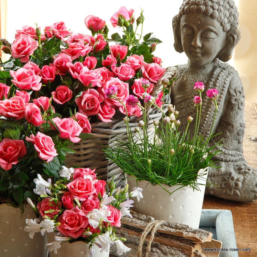 Trandafir Pitic roz Kordana Flirt