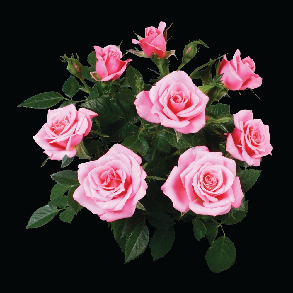 Trandafir Pitic roz Kordana Flirt