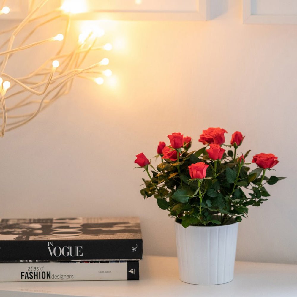 Trandafir Pitic rosu-somon Kordana Grand