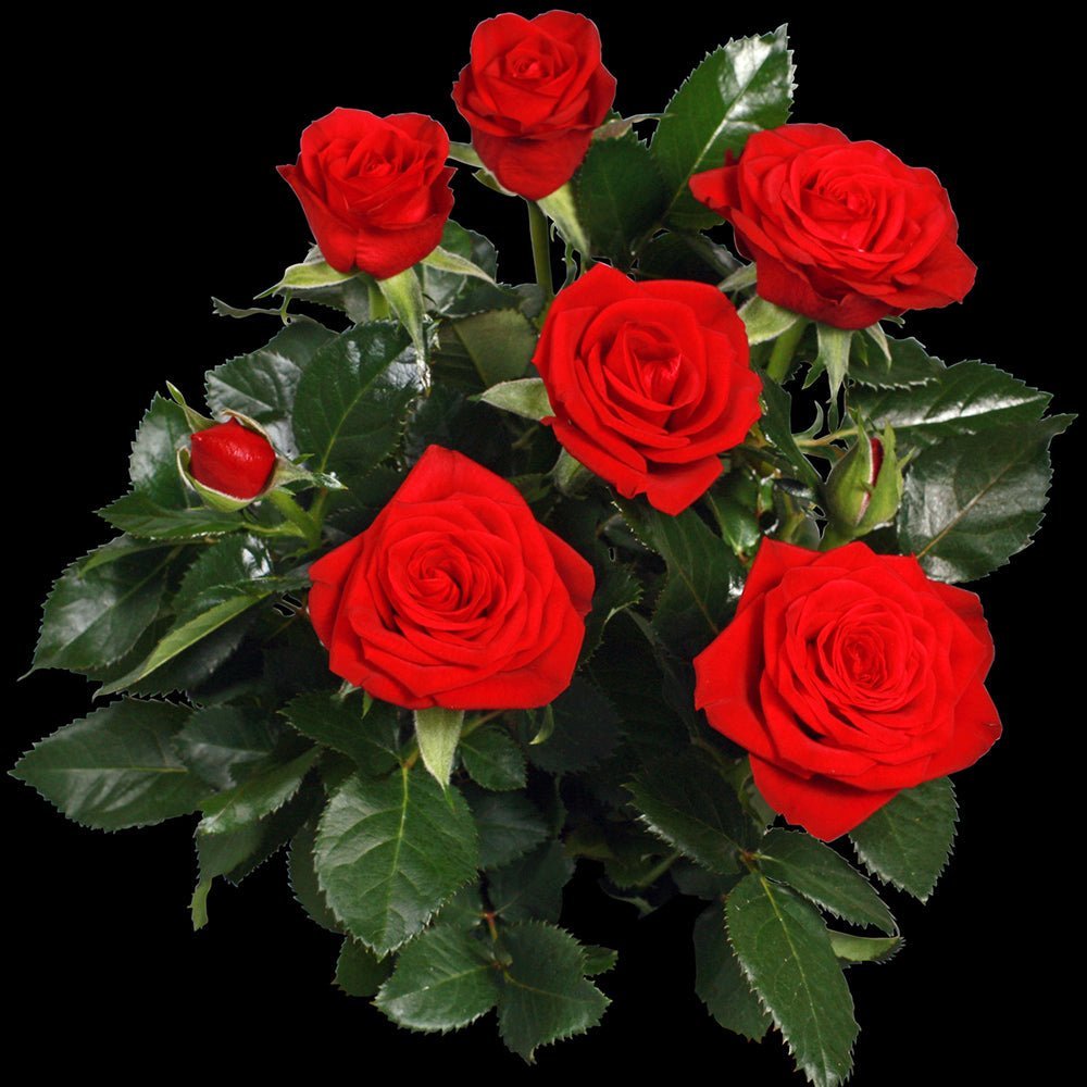 Trandafir Pitic rosu-deschis Kordana Grande Mercedes