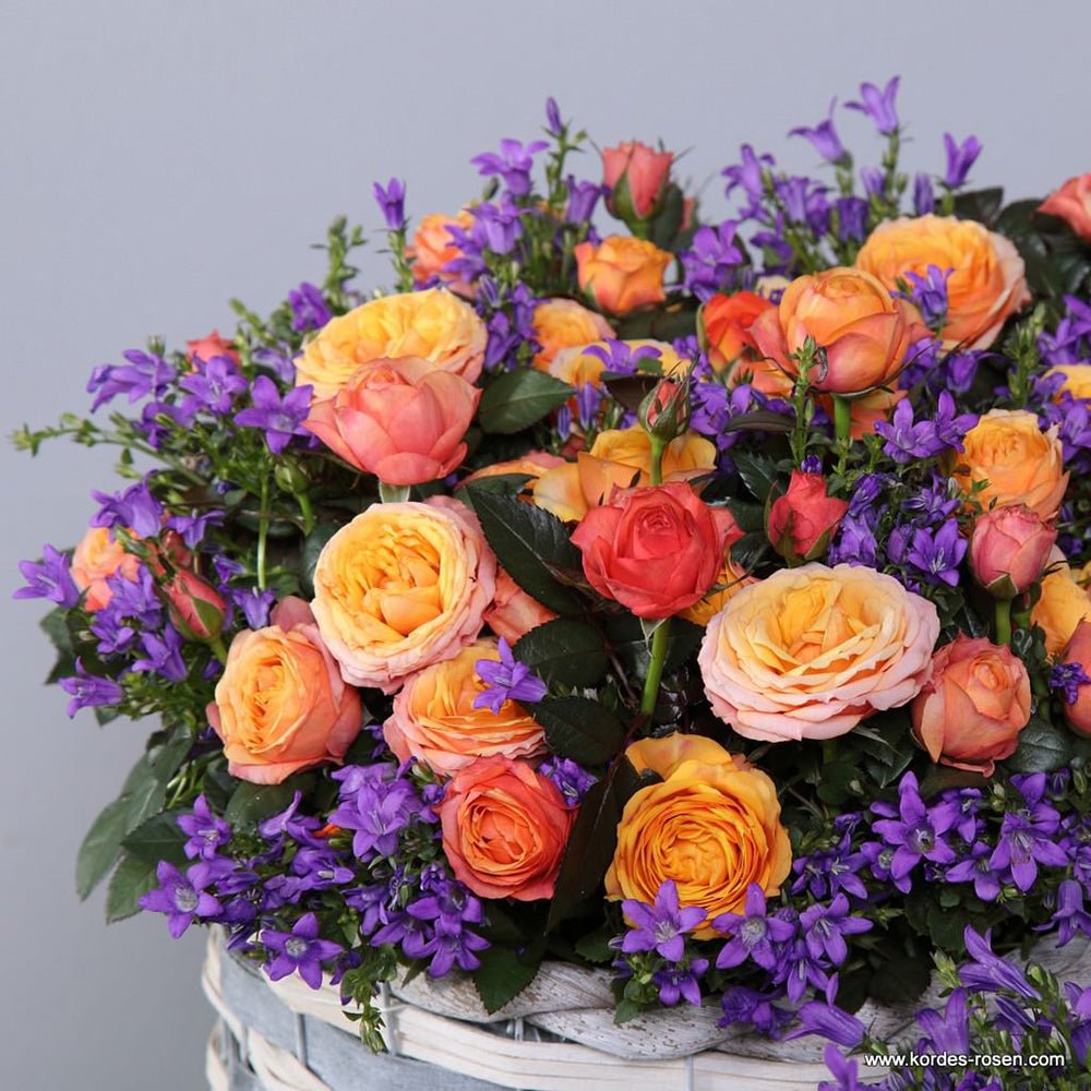 Trandafir Pitic galben-somon Kordana Turbo