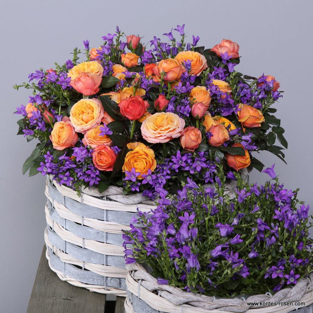 Trandafir Pitic galben-somon Kordana Turbo