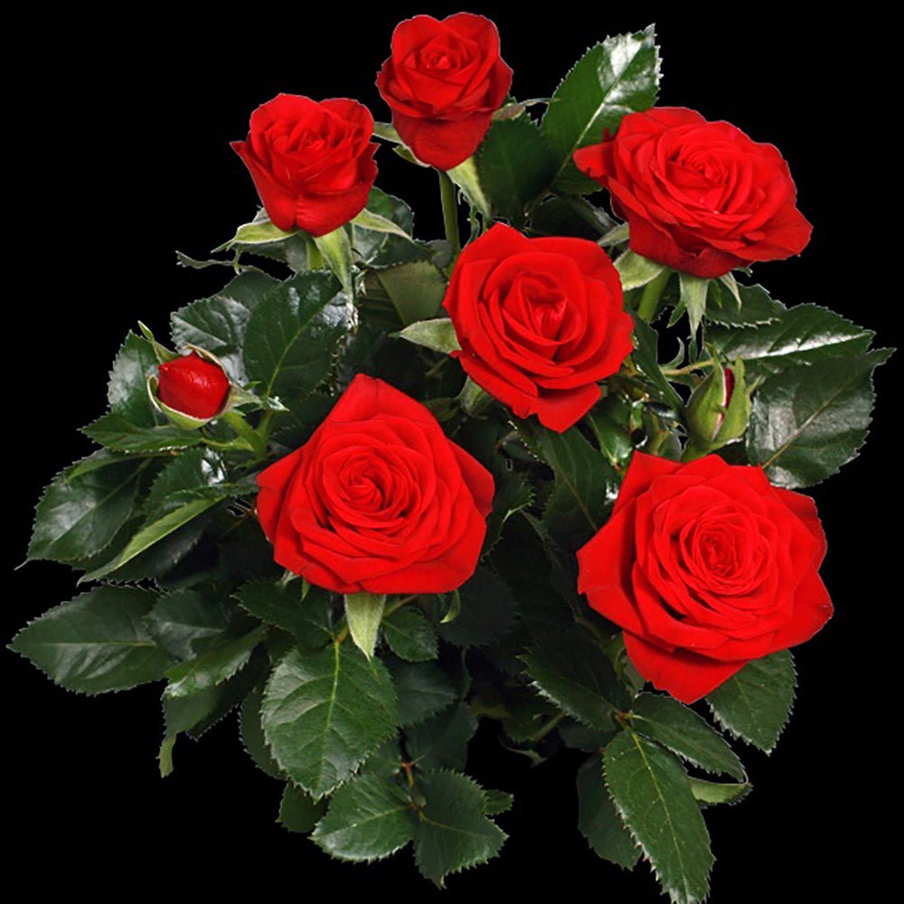 Trandafir Pitic rosu Kordana Turbo Mercedes