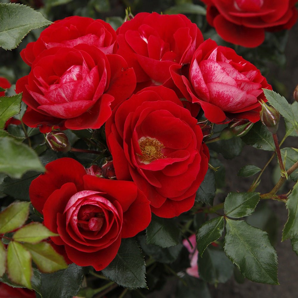 Trandafir Pitic rosu Caracho, inflorire repetata - VERDENA-livrat in ghiveci plant-o-fix de 2 l