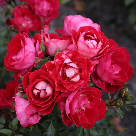 Trandafir Pitic rosu Caracho, inflorire repetata - VERDENA-livrat in ghiveci plant-o-fix de 2 l