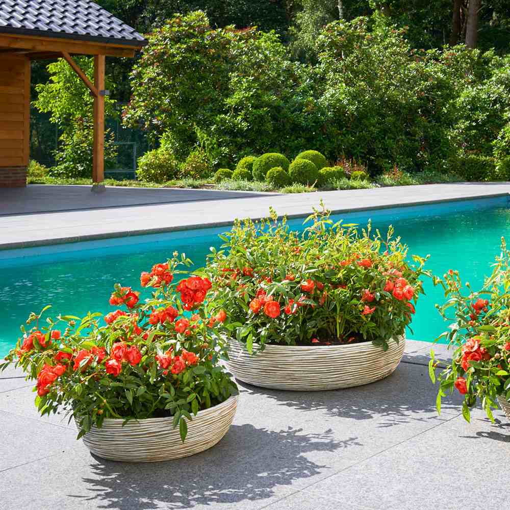 Trandafir pitic rosu deschis Chili Clementine, parfum intens