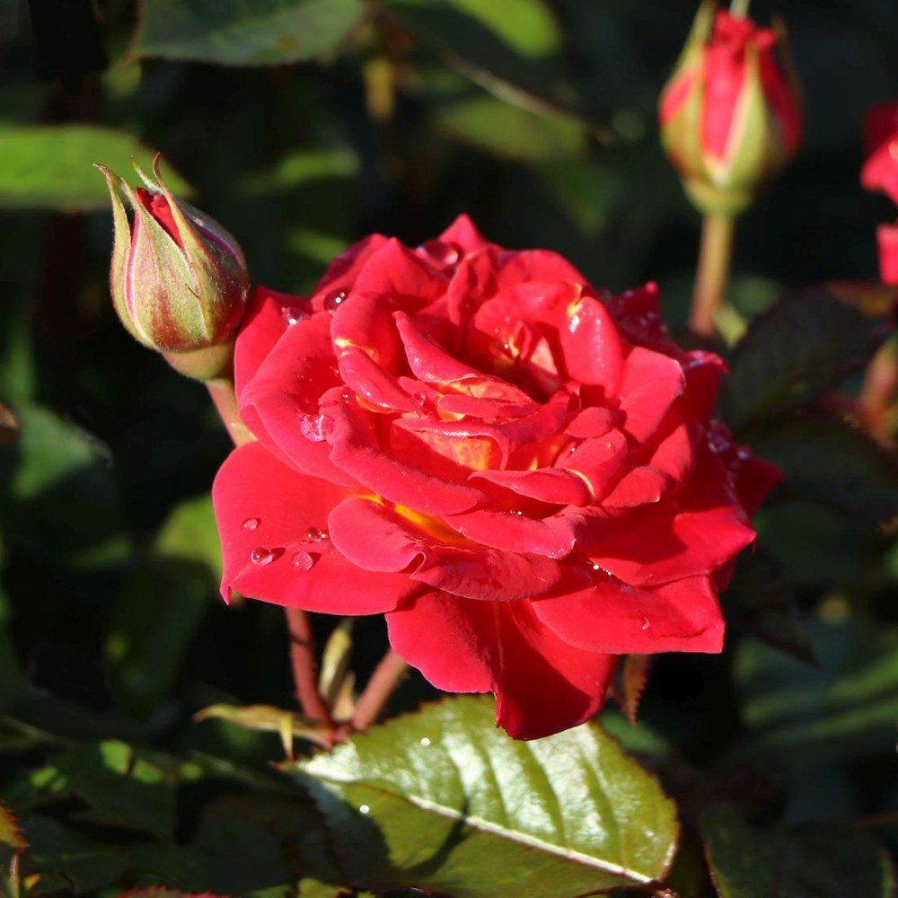 Trandafir pitic rosu deschis Chili Clementine, parfum intens