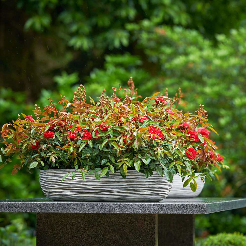 Trandafir pitic rosu deschis Chili Clementine, parfum intens