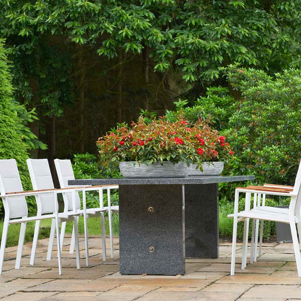 Trandafir pitic rosu deschis Chili Clementine, parfum intens