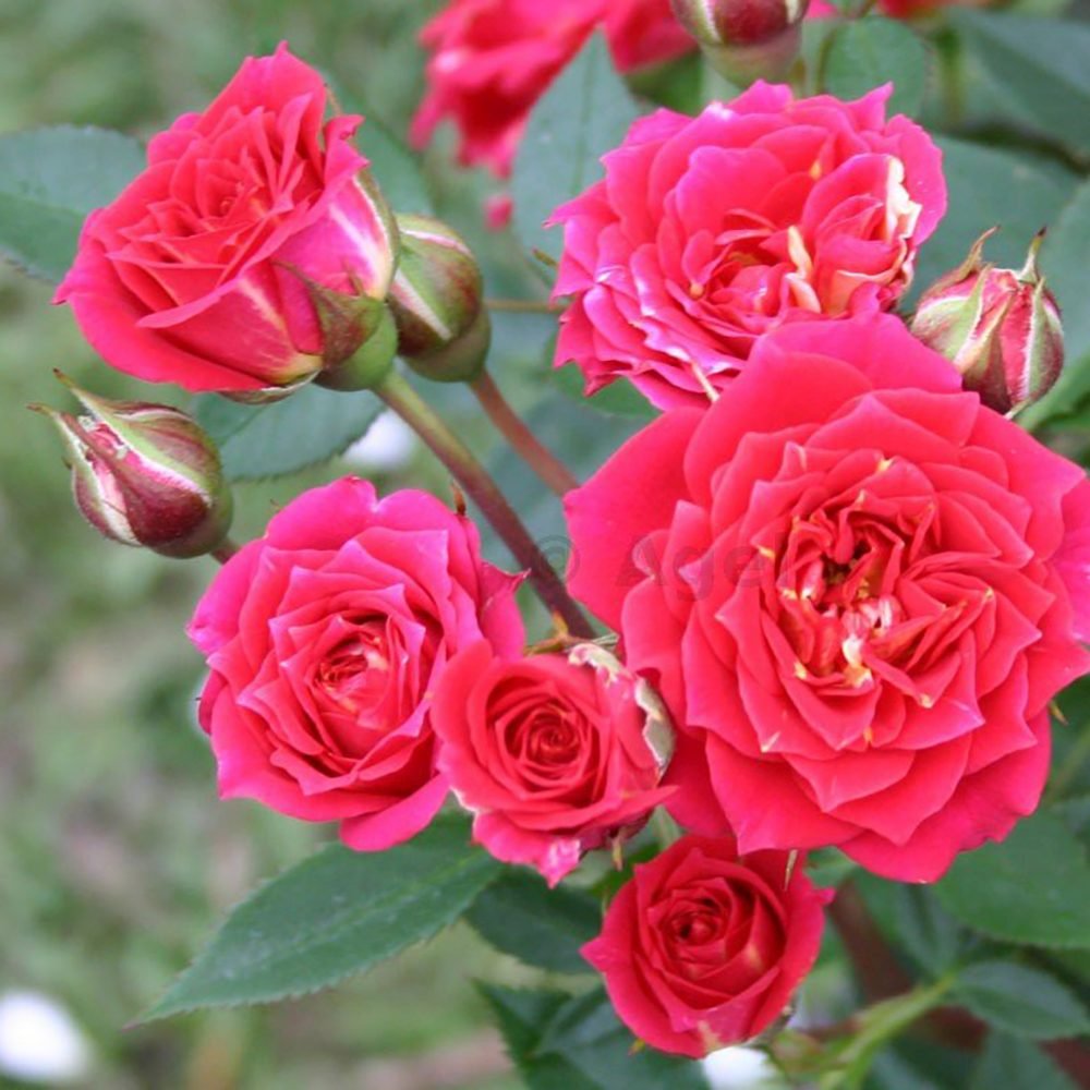 Trandafir pitic rosu deschis Chili Clementine, parfum intens