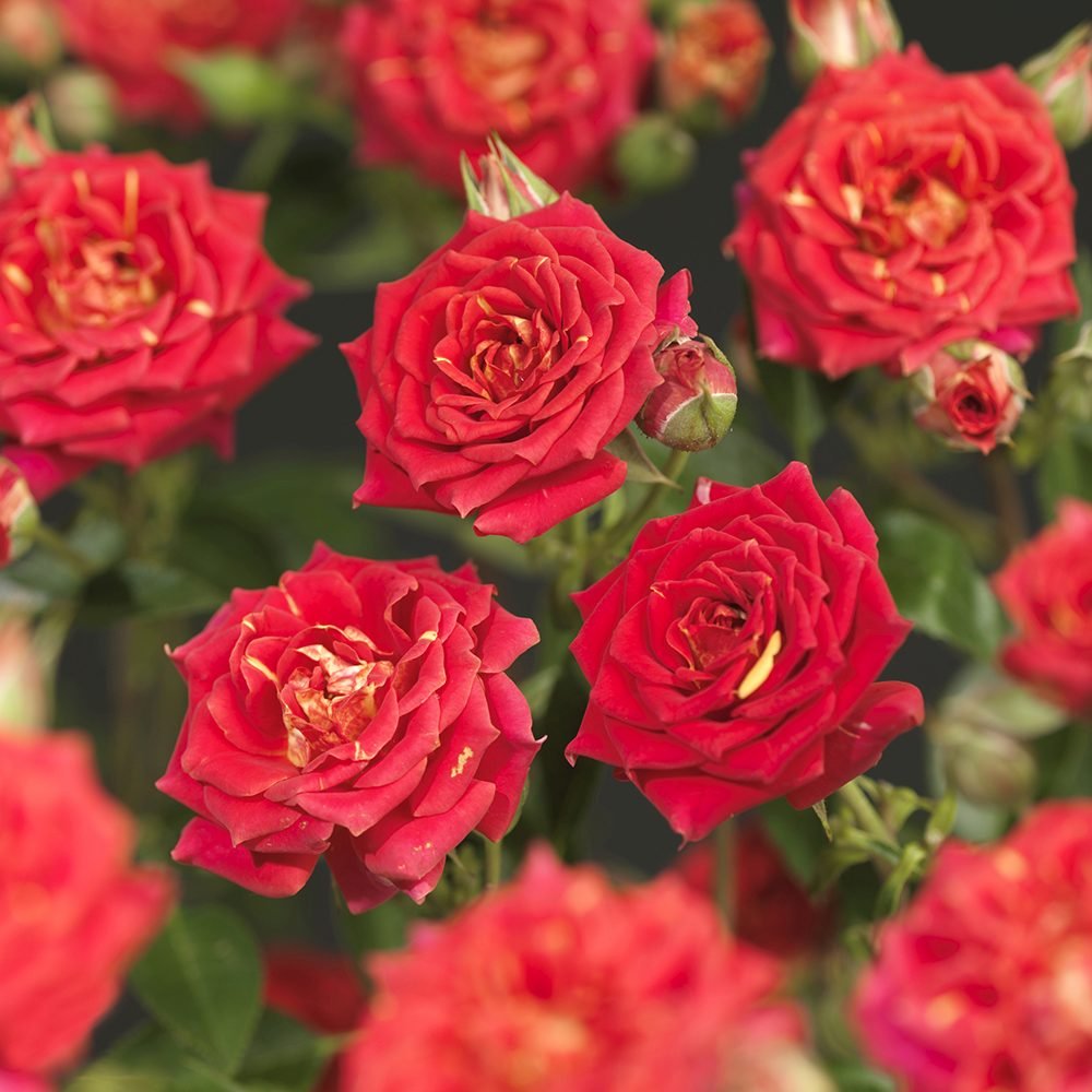 Trandafir pitic rosu deschis Chili Clementine, parfum intens