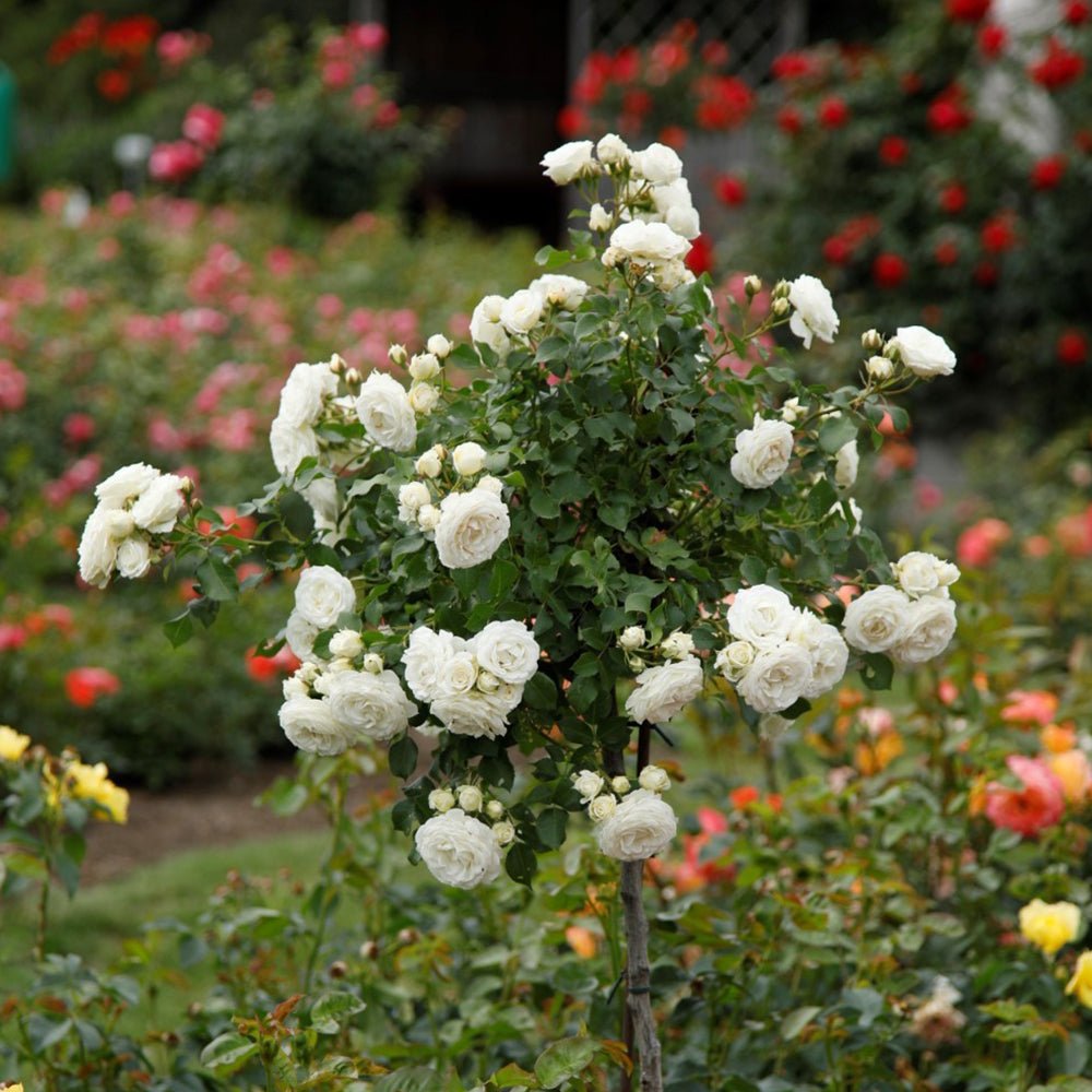 Trandafir Pitic Schneekusschen - VERDENA-livrat in ghiveci plant-o-fix de 2L