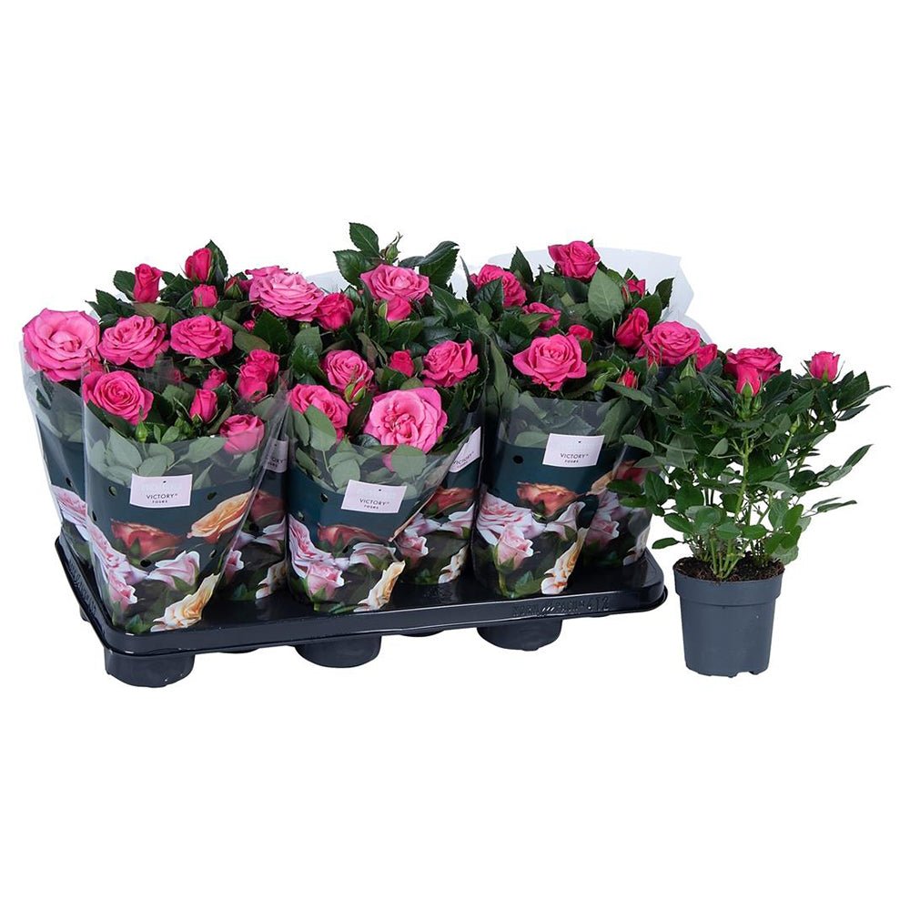 Trandafir roz-inchis Pitic Victory