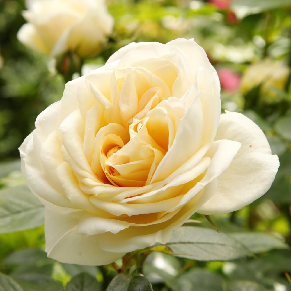 Trandafir Pomisor alb-crem Lions-Rose, inflorire repetata - VERDENA-Tulpina de 60 cm inaltime, livrat in ghiveci de 5 l