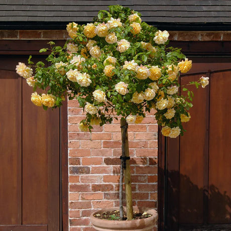Trandafir Pomisor ambra-cais Hansestadt Rostock, inflorire repetata - VERDENA-Tulpina de 60 cm inaltime, livratt in ghiveci de 5 l