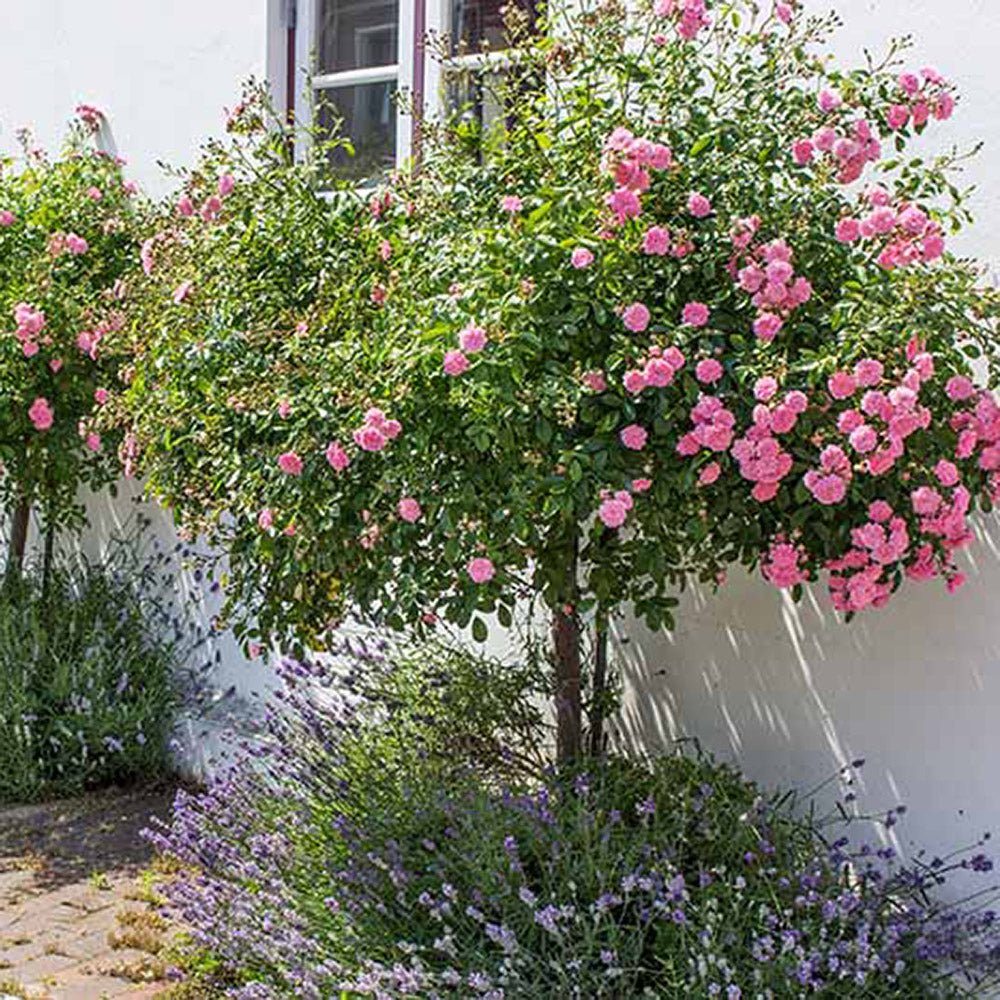 Trandafir Pomisor crem Garden of Roses, inflorire repetata