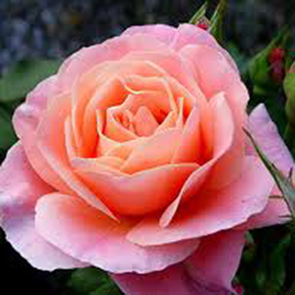 Trandafir Pomisor Floribunda roz-cais Marie Curie, inflorire repetata